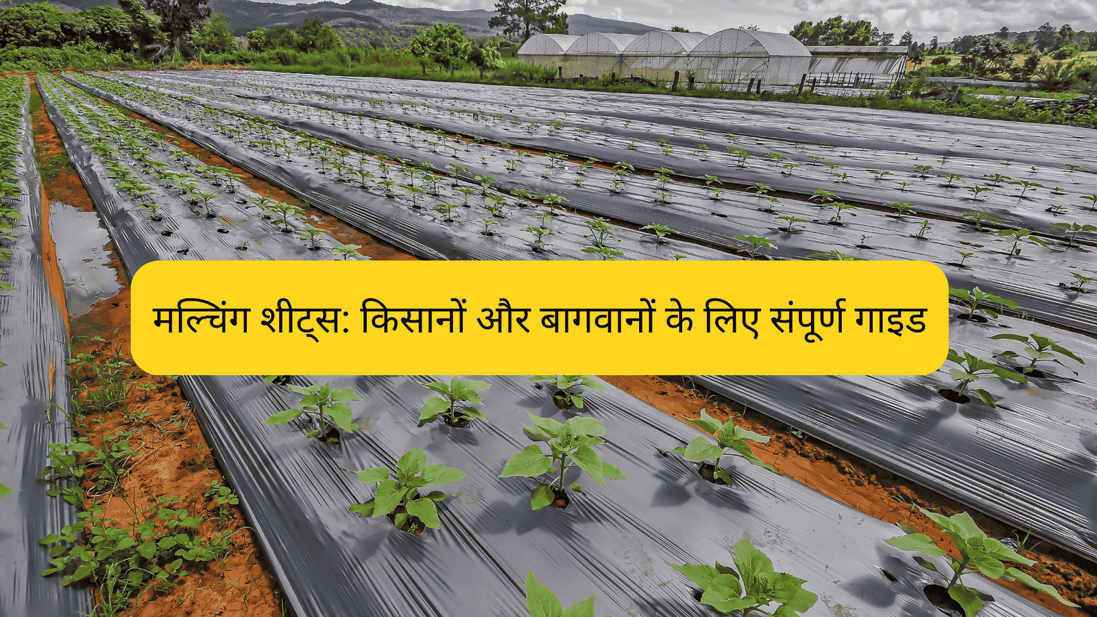 Dynafarm - मल्चिंग शीट्स किसानों और बागवानों के लिए संपूर्ण गाइड C
