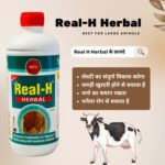 Real‑H Herbal Livestock Tonic – Natural Udder & Milk Boost Formula (1 & 2 Litre) - Image 4