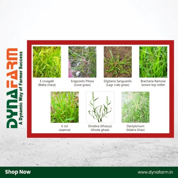 Crystal Bango – Bispyribac Sodium 10% SC | Herbicide for Paddy Weed Control - Image 2