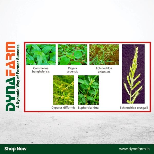 Crystal Guard – Imazethapyr 10% SL Broad-Spectrum Herbicide for Onion, Groundnut & Soybean - Image 2