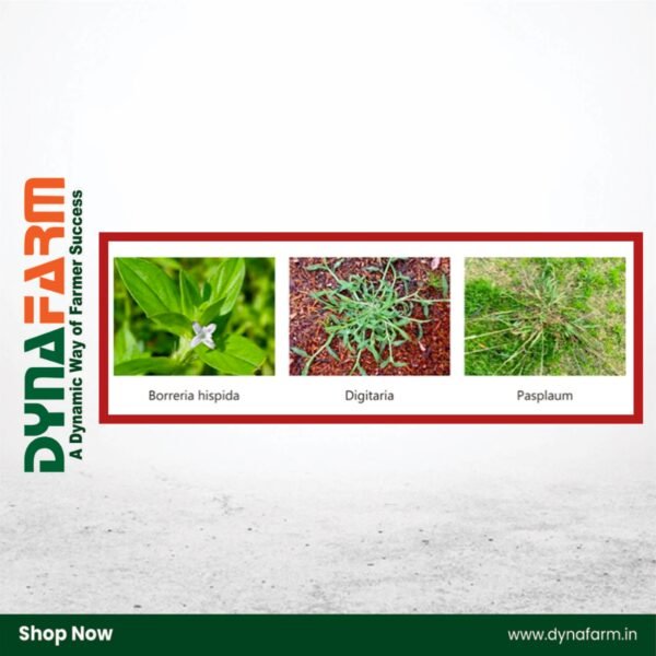 Crystal Ronaldo™ – Oxyfluorfen 23.5% EC | Herbicide for Onion, Groundnut & Broadleaf Weeds - Image 2