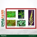 Crystal Srizone – Atrazine 50% WP Herbicide for Maize & Sugarcane Weed Control - Image 2