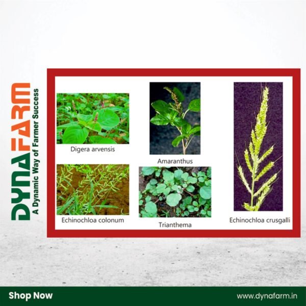Crystal Srizone – Atrazine 50% WP Herbicide for Maize & Sugarcane Weed Control - Image 2