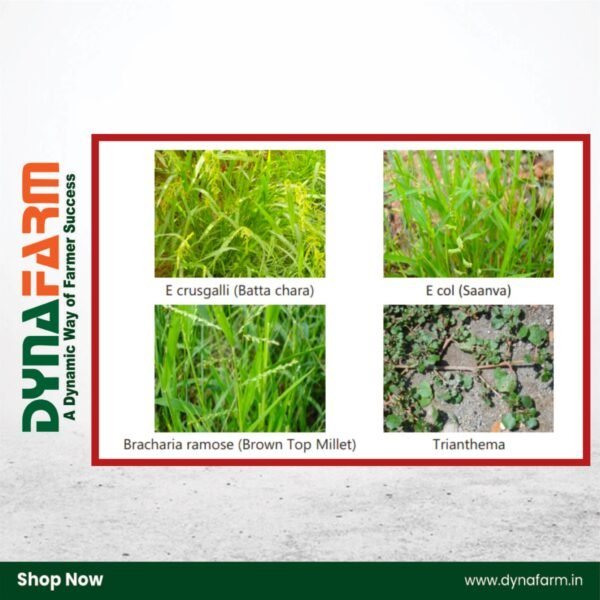 Crystal Leagos – Tembotrione 34.4% SC | Herbicide for Maize & Makka Weed Control - Image 2