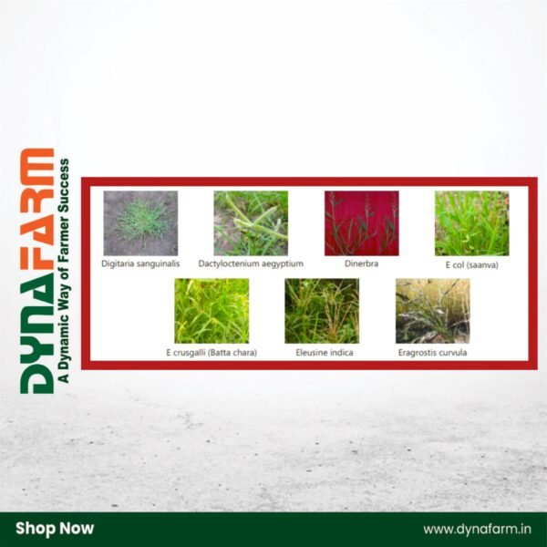 Crystal Traam – Quizalofop-ethyl 5% EC Post-Emergent Herbicide for Narrow Leaf Weeds - Image 2