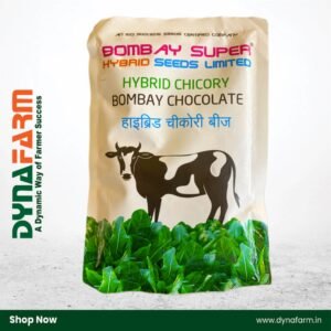 Bombay Super Chocolate – Hybrid Chicory Seed (Fodder Seed)