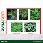 Crystal Weedor – 2,4-D Amine Salt 58% SL Broadleaf Weed Herbicide - Image 2