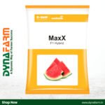 Nunhems Maxx F1 Hybrid Watermelon Seeds – High Yield | Uniform Size | Sweet Red Flesh