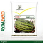 Morgain Misti (MWH-50) Hybrid Watermelon Seeds | High Yield | Sweet Red Flesh | Premium Quality