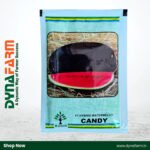 Kalash Seed Watermelon Candy F1 Hybrid Seeds – Extra Sweet | High Yield | Premium Quality