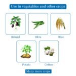 Dhanuka Areva Insecticide – Thiamethoxam 25% WG - Image 3