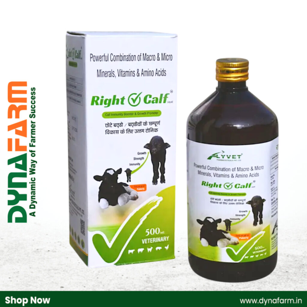 Dynafarm - right calf 500