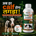 Dyna Calf Immunity And Growth Support | Calf Nutrition Supplement - Image 2