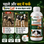 Dyna Calf Immunity And Growth Support | Calf Nutrition Supplement - Image 5