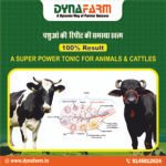 Dyna No Repeat Livestock Nutrition Supplement | Reproductive Wellness Support - Image 3