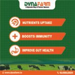 Dyna No Repeat Livestock Nutrition Supplement | Reproductive Wellness Support - Image 4