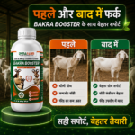 Bakra Booster Goat And Sheep Growth Support Supplement | Nutrition And Vitality Support Formula - Image 5