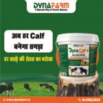 Dyna Calf+ Advanced Immunity & Growth Support Supplement - Image 2