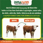 Dyna Calf+ Advanced Immunity & Growth Support Supplement - Image 3