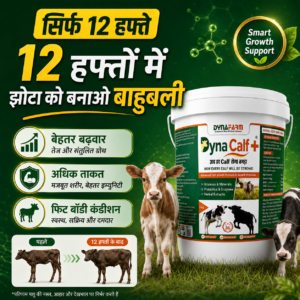 Dynafarm - Dyna Calf+ Advanced Immunity & Growth Support Supplement Dynafarm - dyna calf post website 03
