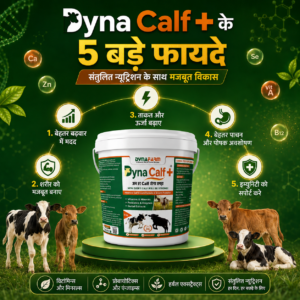 Dynafarm - Dyna Calf+ Advanced Immunity & Growth Support Supplement Dynafarm - dyna calf post website 04