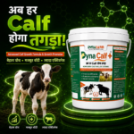 Dyna Calf+ Advanced Immunity & Growth Support Supplement - Image 2