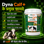 Dyna Calf+ Advanced Immunity & Growth Support Supplement - Image 3