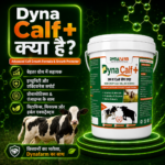Dyna Calf+ Advanced Immunity & Growth Support Supplement - Image 4