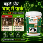 Dyna Calf+ Advanced Immunity & Growth Support Supplement - Image 5