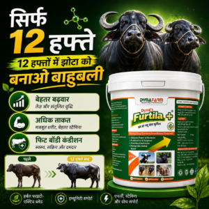 Dynafarm - furtila post website 04