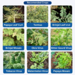 VC-100 Aceta Combo White – Advanced Plant Protection Solution for Leaf Curl, Mosaic & Ring Spot Stress in Papaya, Tomato, Brinjal, Watermelon, Cucumber, Okra & Bitter Gourd - Image 2
