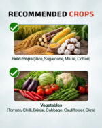 FMC Coragen Insecticide - Image 6