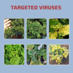 Berrysun Green VC-100 Anti Virus | Best Bio Virus Control for Papaya Ring Spot, Tomato Leaf Curl, Chilli Leaf Curl, Yellow Mosaic & Virus-Affected Crops - Image 2