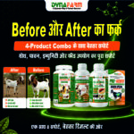 Dynafarm Bakra BoostUp Kit | Complete Weight Gainer & Bakra & Goat Nutrition Kit With Bakra Booster - Image 5