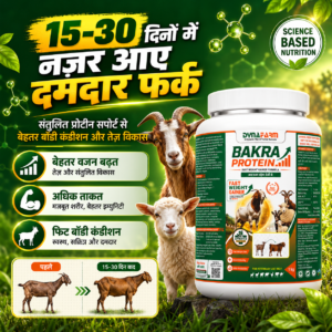 Dynafarm - Bakra Protein – Advanced Weight Gainer & Protein Supplement for Bakra & Goats Or Sheep | Pack of 2 Kg & 5 Kg Dynafarm - 03 3