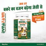 Bakra Protein – Advanced Weight Gainer & Protein Supplement for Bakra & Goats Or Sheep