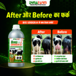 Big Udder-H – Advanced Mammary & Udder Development Nutrition - Image 5