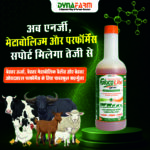 Gluco Lite – Advanced Glucose & Instant Energy Booster for Livestock - Image 2