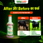 Gluco Lite – Advanced Glucose & Instant Energy Booster for Livestock - Image 5