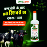 Recovery – Advanced Instant Energy, Metabolic Recovery & Vitality Support Formula For Livestock - Image 2
