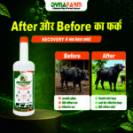Recovery – Advanced Instant Energy, Metabolic Recovery & Vitality Support Formula For Livestock - Image 5