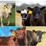 Godhan Cow Ear Tag – Cattle Identification Tag - Image 3