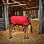 Godhan Cow Calf Coat – Calf Protection & Warmth Jacket - Image 3