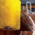 Godhan Grooming Brush – Cow & Cattle Grooming Brush - Image 5