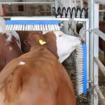 Godhan Scratching Brush – Cattle Grooming & Scratching Brush - Image 5